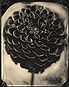 longdesc=